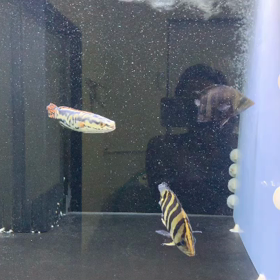 仕事してますの画像