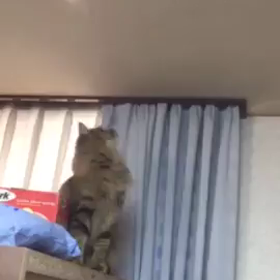 新しい遊び(o^^o)の画像