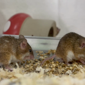 動物プロダクションの日常。の画像