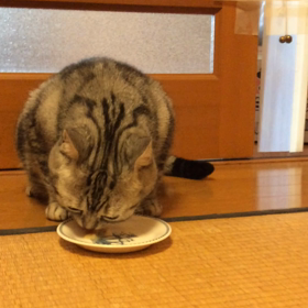 ちゅーるは水分補給も兼ねての画像