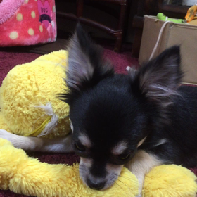 MOMOの動画の画像