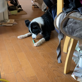 歯磨きガムの画像