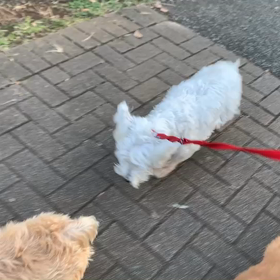 11月4日15わんこと2時間遠足　　代々木公園の画像