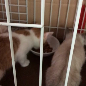 チビーズは仲良くモーニングの画像