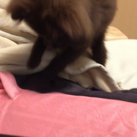 シェリ、ポッケを掘りまくるの画像