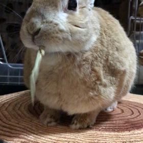 モグモグうたちゃんの画像