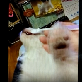 ハープ君からのお便りですの画像