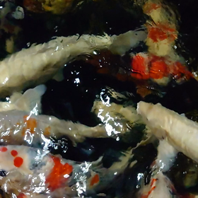 電気点けてのエサクレの画像