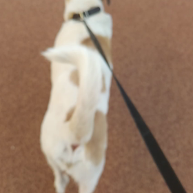 ジャッさんとの日々571の画像