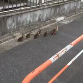 ☆かるがも親子の画像