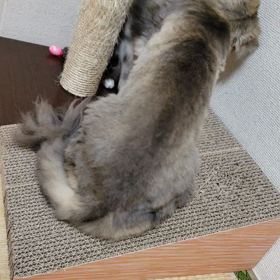 またたび癖の画像