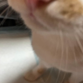 神楽のお返事✨の画像