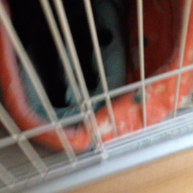 テトの初フミフミ撮ったどー！！！の画像