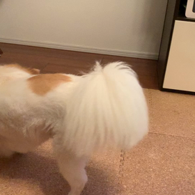 テンションあがるの画像