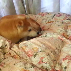 新 今日のバンコ 20の画像