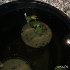 今日は久々池の様子を❗️の画像