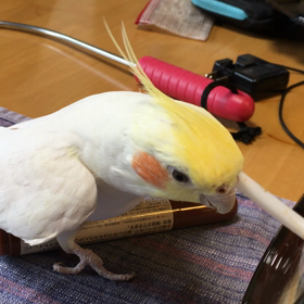 ジングルベルの画像