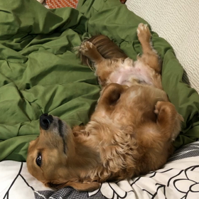 おくつろぎウーちゃんの画像