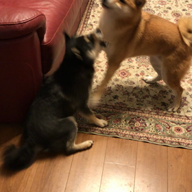 激しい喧嘩の画像