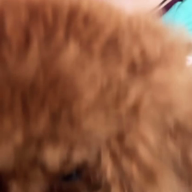 alexia paganini さん　インスタストーリーに昌磨君とトロちゃんの画像