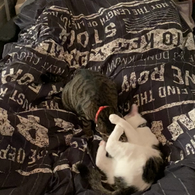 2人の毛繕い！の画像