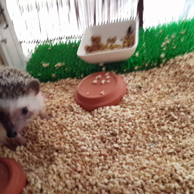 ジャンボミルミル食べるすなすなの画像