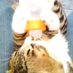 挑戦してみた～の画像