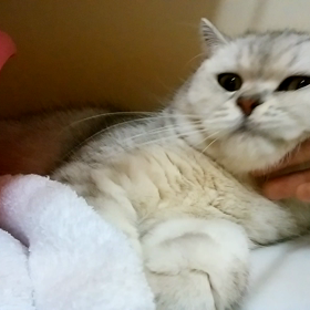 のぶくんの画像