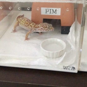 大人しいカムの勝利の画像