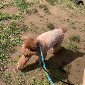 4月20日12わんこと1時間遠足  代々木公園の画像