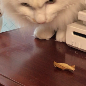 お気の毒なシロちゃんの画像