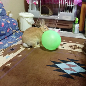 マイブームの画像