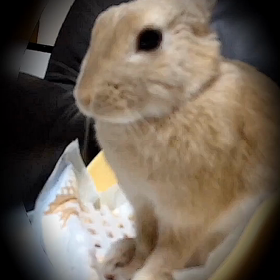 寝る前の ひと仕事の画像