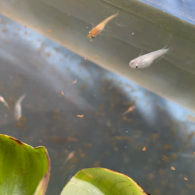 メダ活！　物欲を控えるよの画像