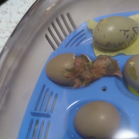 うずら生まれたぁヽ(*´∀｀)ノ③の画像