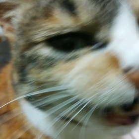 ねこの画像