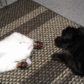 黒いのはもはや敵じゃねぇの画像