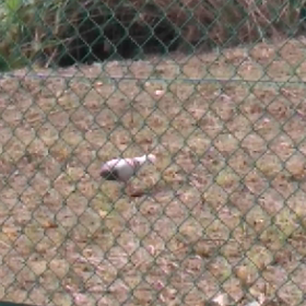 誰か教えて下さいの画像