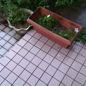 雨〜～(˘ω˘ ～)ｽﾔｧ…の画像