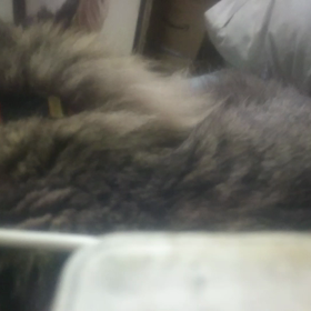 無駄にレンちゃん動画。の画像