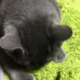 まだまだ赤ちゃんアッサムの画像