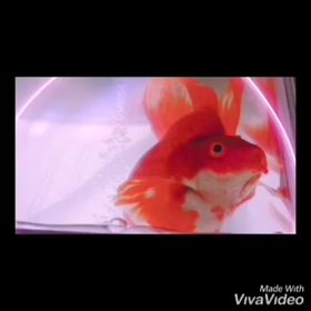 金魚（カイちゃん）ダンス動画（goldfish dance）#金魚ダンス #金魚好き ...の画像