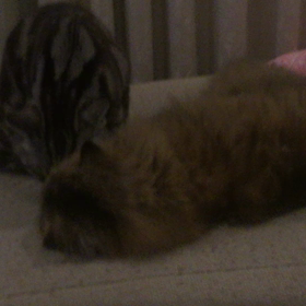 いつものラブラブの画像