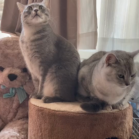 狭い場所が大好きです。の画像