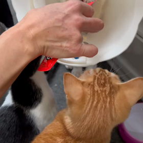 ちゅーる美味しそうだなぁの画像