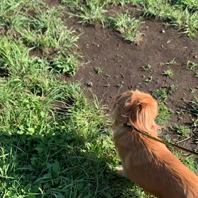 6月13日12わんこと1時間遠足  代々木公園の画像