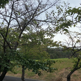 夏の終わり ~蝉の声♪ ~の画像