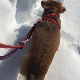 雪大好きの画像