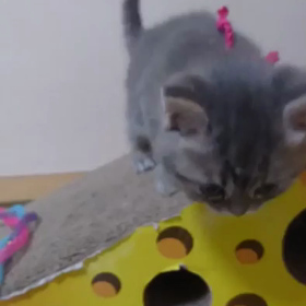 まえのおうちの画像