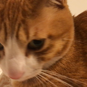 可愛い声にゃ。の画像